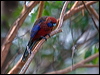 crimson_rosella_115102