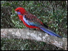 crimson_rosella_15251