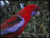 crimson_rosella_15365