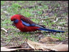 crimson_rosella_154510