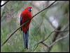 crimson_rosella_154514