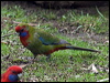 crimson_rosella_154521