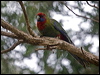 crimson_rosella_154525