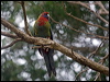 crimson_rosella_154529