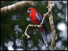 crimson_rosella_188919