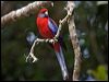 crimson_rosella_188922