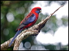 crimson_rosella_188933