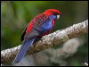 crimson_rosella_188955