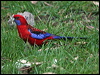 crimson_rosella_59308