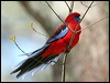 crimson_rosella_59763