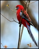 crimson_rosella_59799