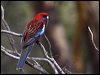 crimson_rosella_86009