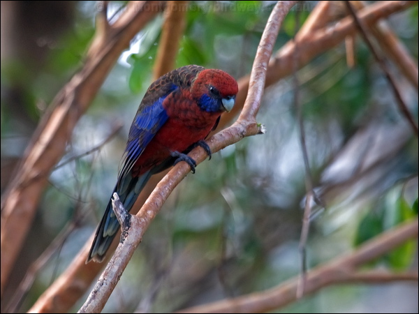 Crimson Rosella crimson_rosella_115102.psd