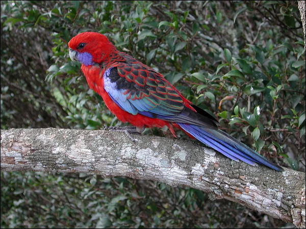 Crimson Rosella crimson_rosella_15251.jpg