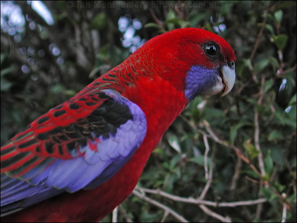 Crimson Rosella crimson_rosella_15365.jpg