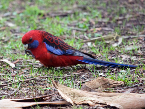 Crimson Rosella crimson_rosella_154510.psd