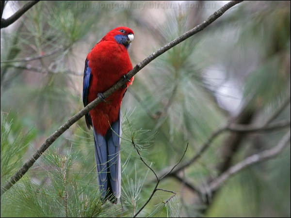 Crimson Rosella crimson_rosella_154514.psd