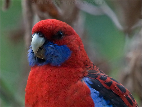 Crimson Rosella crimson_rosella_154519.psd