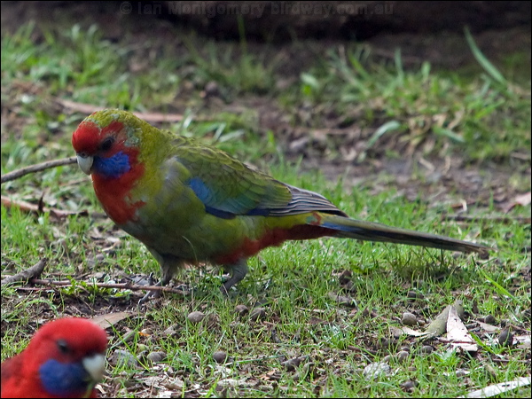 Crimson Rosella crimson_rosella_154521.psd