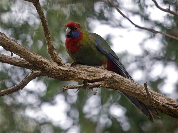 Crimson Rosella crimson_rosella_154525.psd