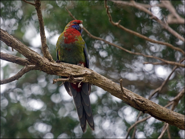 Crimson Rosella crimson_rosella_154529.psd