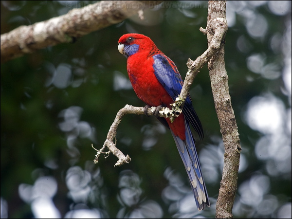 Crimson Rosella crimson_rosella_188919.psd