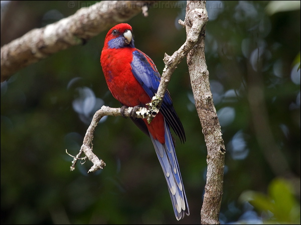 Crimson Rosella crimson_rosella_188922.psd