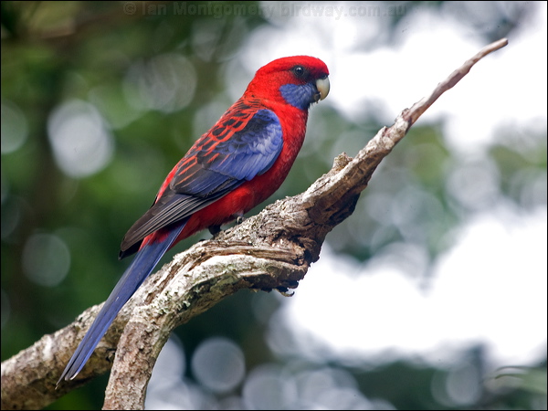 Crimson Rosella crimson_rosella_188933.psd