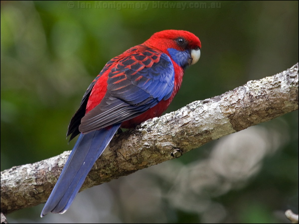 Crimson Rosella crimson_rosella_188955.psd