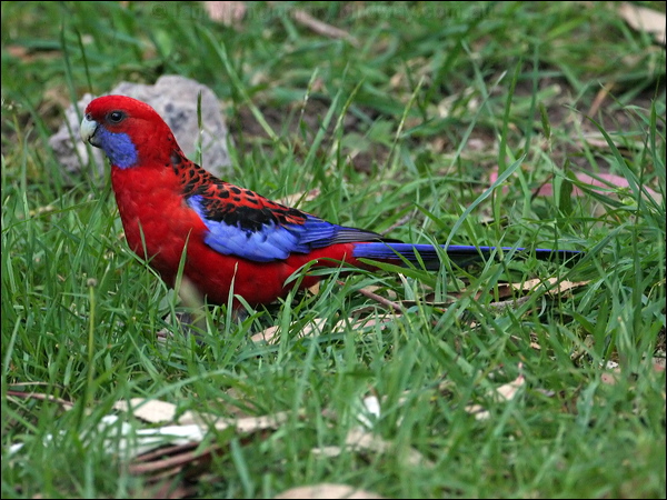 Crimson Rosella crimson_rosella_59308.jpg