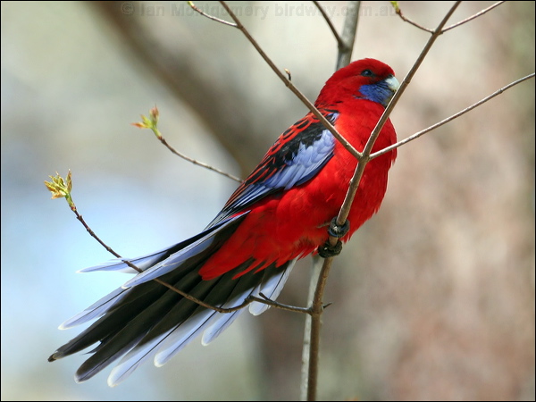 Crimson Rosella crimson_rosella_59763.jpg