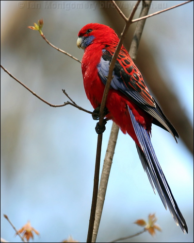 Crimson Rosella crimson_rosella_59799.jpg