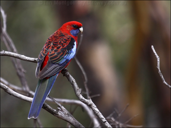 Crimson Rosella crimson_rosella_86009.psd