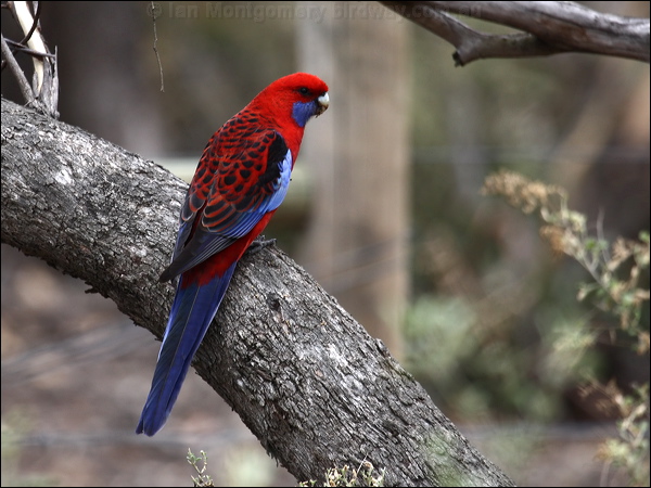 Crimson Rosella crimson_rosella_86010.psd