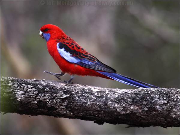 Crimson Rosella crimson_rosella_86017.psd