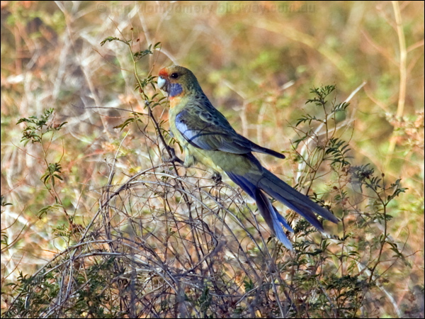 Crimson Rosella crimson_rosella_87841.psd