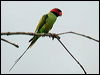 long_tailed_parakeet_06146