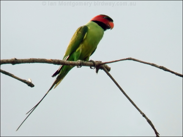 Long-tailed Parakeet long_tailed_parakeet_06146.psd