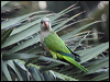 monk_parakeet_163290