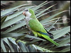 monk_parakeet_163293