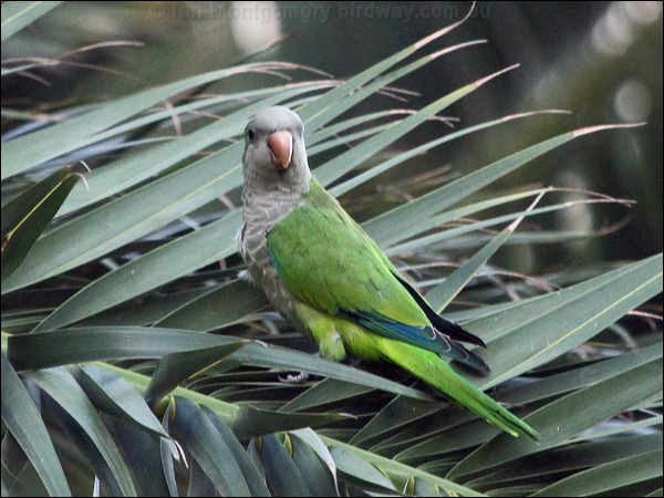 Monk Parakeet monk_parakeet_163290.psd