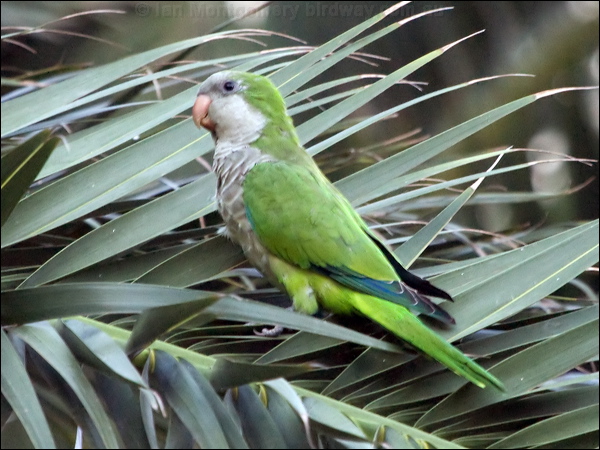 Monk Parakeet monk_parakeet_163293.psd