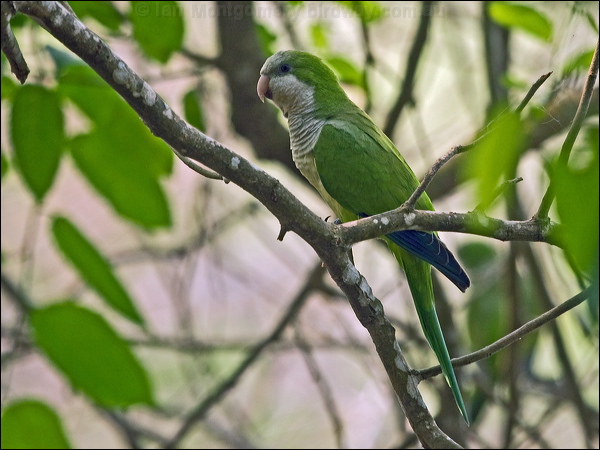 Monk Parakeet monk_parakeet_204705.psd