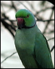 rose_ringed_parakeet_17683