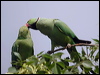 rose_ringed_parakeet_19904