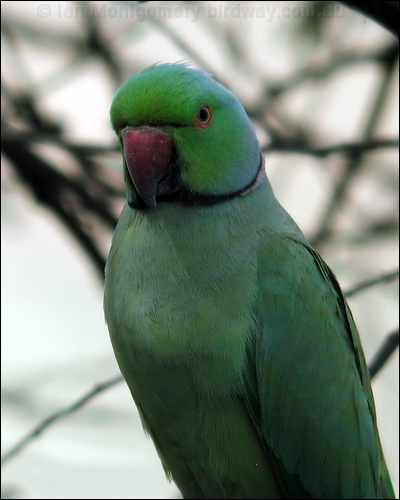 Rose-ringed Parakeet rose_ringed_parakeet_17683.psd