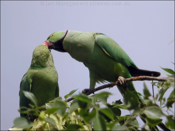 Rose-ringed Parakeet rose_ringed_parakeet_19904.psd