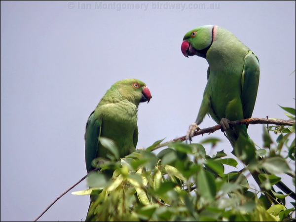 Rose-ringed Parakeet rose_ringed_parakeet_19905.psd