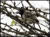 collared_antshrike_27332