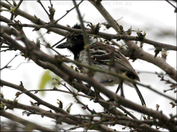 Collared Antshrike collared_antshrike_27332.psd